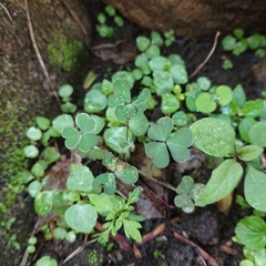 Oxalis corniculata