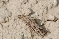 Oiketicoides plotnikovi