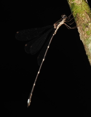 Chorismagrion risi