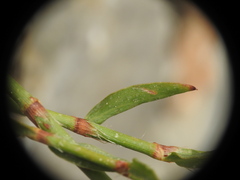 Polygonum equisetiforme