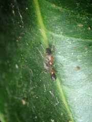 Myrmarachne formosana