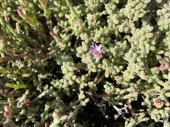Drosanthemum salicola