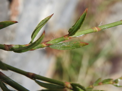 Polygonum equisetiforme