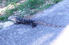 Ctenosaura acanthura