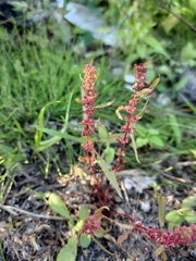 Rumex ucranicus