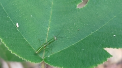 Odontomantis planiceps