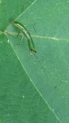 Odontomantis planiceps