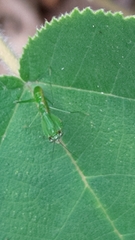 Odontomantis planiceps