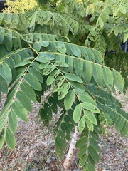 Cassia bakeriana
