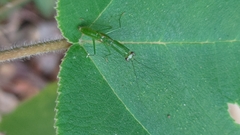 Odontomantis planiceps