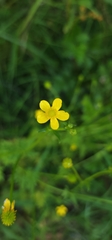 Ranunculus plebeius