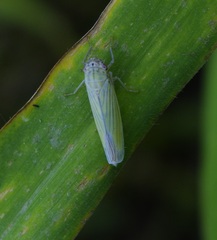 Cofana