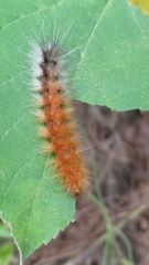 Spilarctia subcarnea