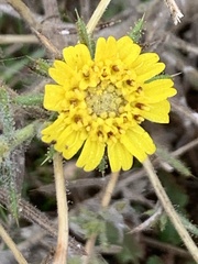 Centromadia fitchii