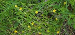 Ranunculus plebeius
