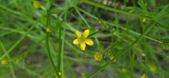 Ranunculus plebeius