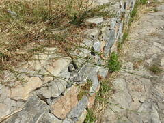 Polygonum equisetiforme