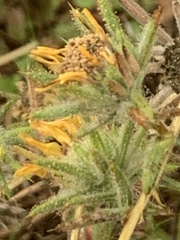 Centromadia fitchii