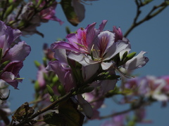 Bauhinia variegata
