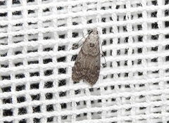 Heteromicta pachytera