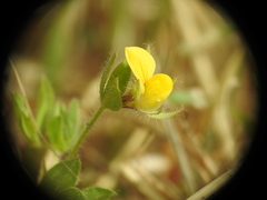Lotus angustissimus