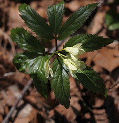 Cardamine enneaphyllos