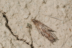 Oiketicoides plotnikovi