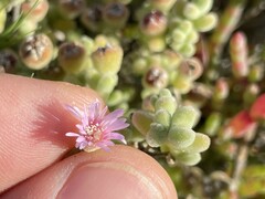 Drosanthemum salicola