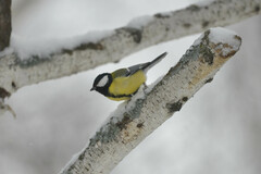 Parus major