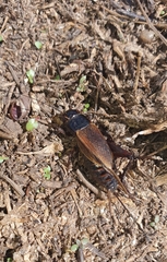 Teleogryllus commodus