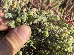 Drosanthemum salicola