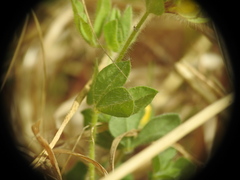 Lotus angustissimus