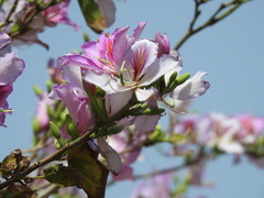 Bauhinia variegata