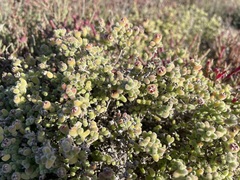 Drosanthemum salicola