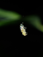 Phintella bifurcilinea