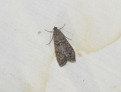 Heteromicta pachytera