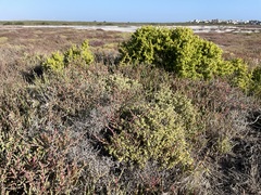 Drosanthemum salicola