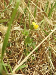 Lotus angustissimus