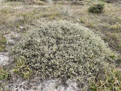 Drosanthemum salicola