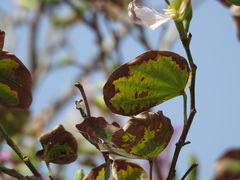 Bauhinia variegata