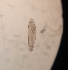 Paramecium