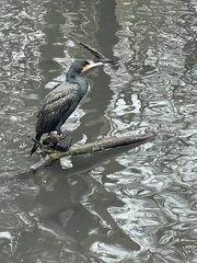 Phalacrocorax carbo sinensis