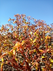 Tylecodon paniculatus