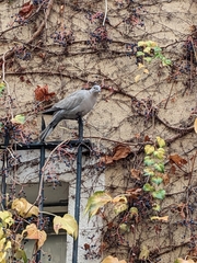 Streptopelia decaocto