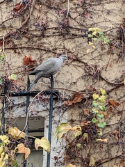 Streptopelia decaocto