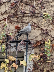 Streptopelia decaocto