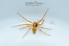 Philodromus dispar