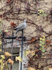 Streptopelia decaocto