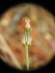 Crepis commutata