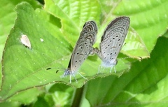 Zizula hylax pygmaea